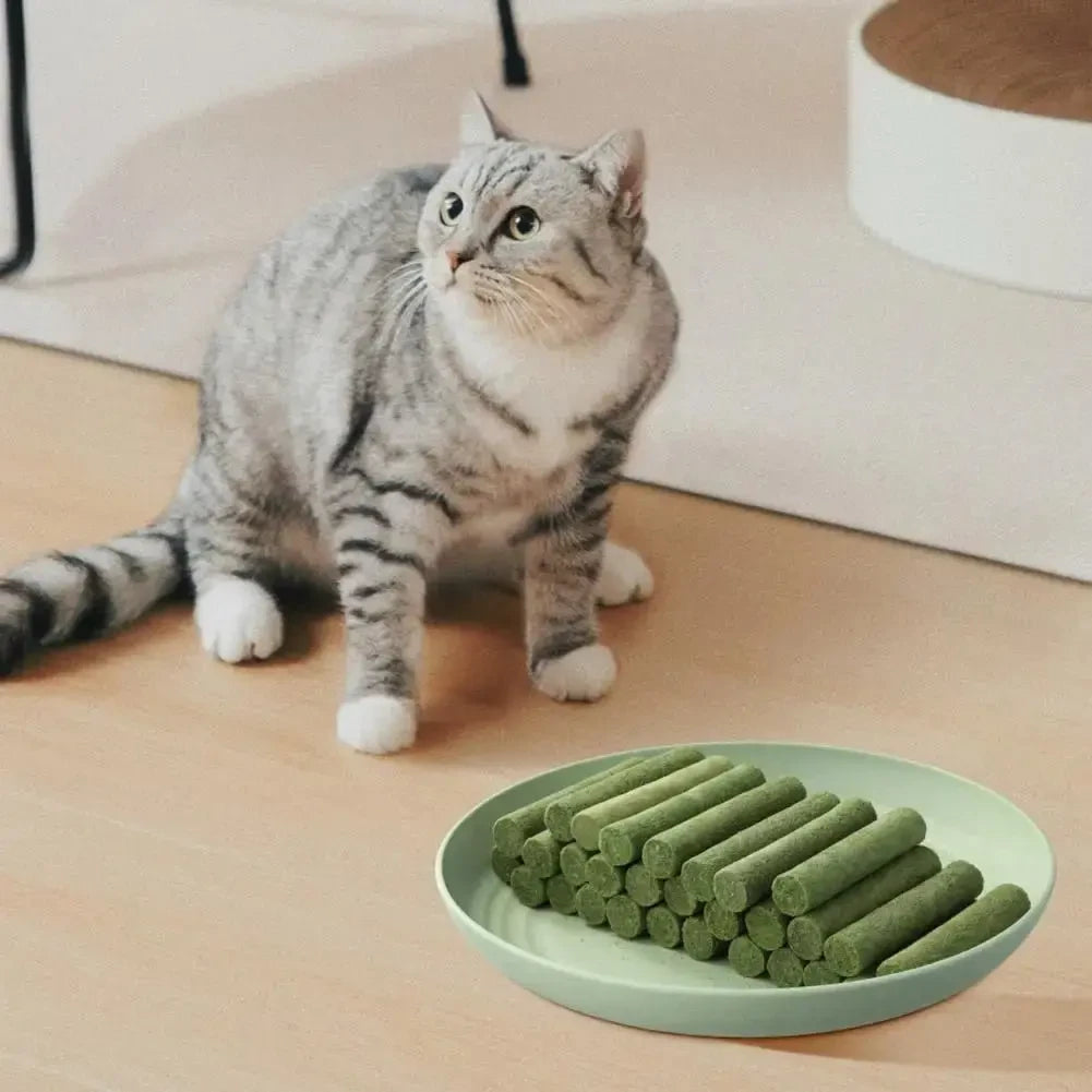 60pc Cat Grass for Cats Prevent Hairballs Remove Hair Pet Supplies Natural Healthy Cats Grass for Cats Grooming Aid - Needora