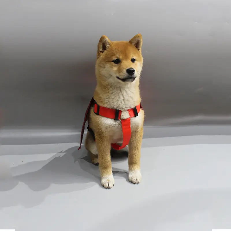 Pet Halloween dress up costume pet Halloween accessories chest and back traction rope pet bat transformation outfit eprolo