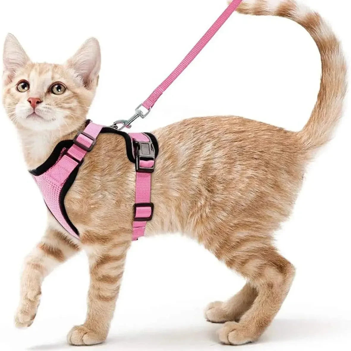 Easy Control Escape Proof Cat Harness and Leash - Soft Adjustable Vest Harnesses for Walking Cats MXQQY01 - Needora