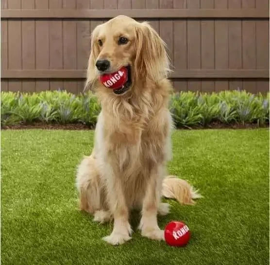 KONG Signature Balls Dog Toy, 2-pack - Needora