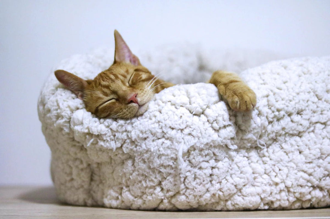Cozy Cat Beds for Ultimate Comfort and Relaxation - Needora