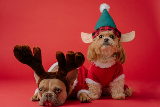 Creating the Perfect Dog Care Routine for Busy Owners - Needora
