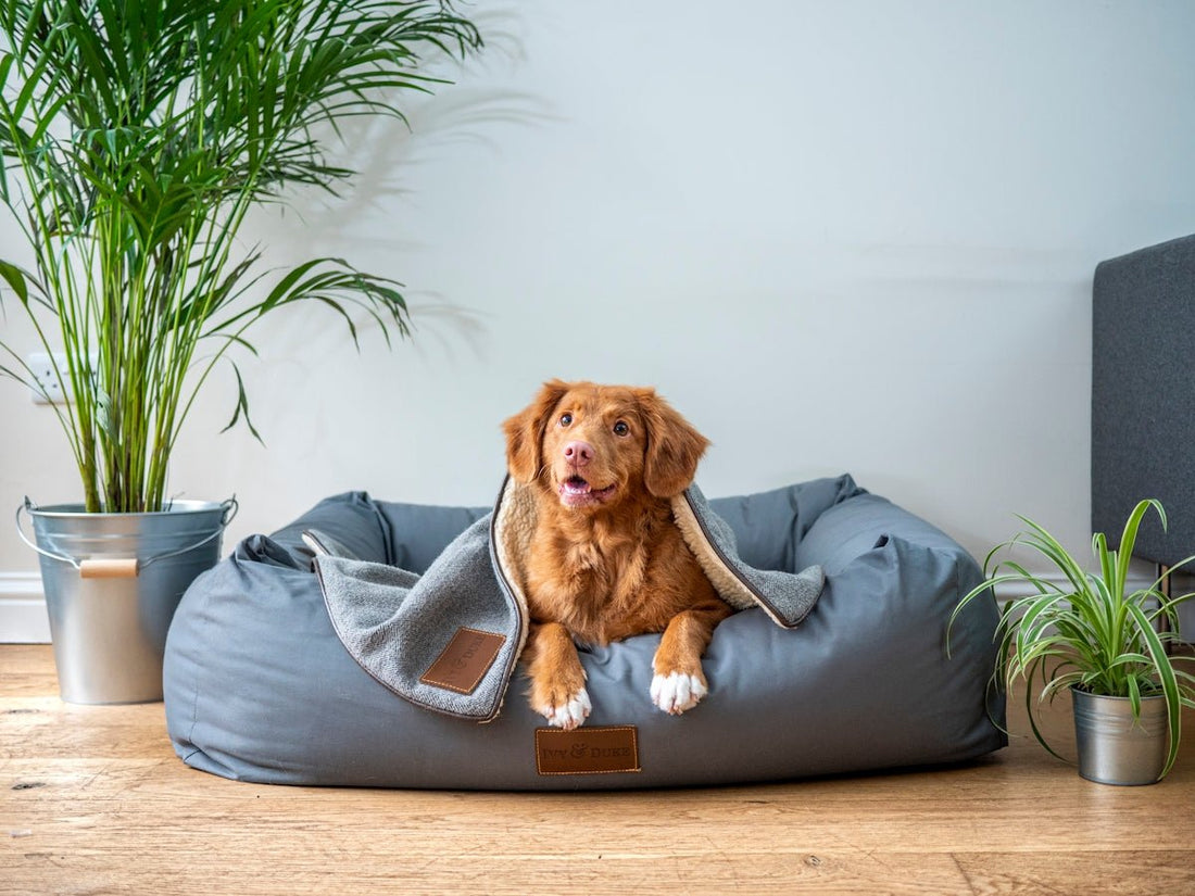 Essential Dog Accessories Every Pet Owner Must Have - Needora