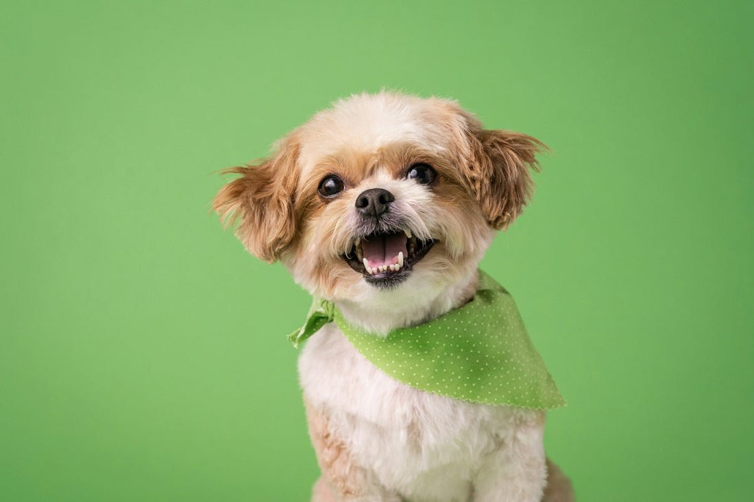 Exploring Innovative Pet Products for Cats and Their Needs - Needora
