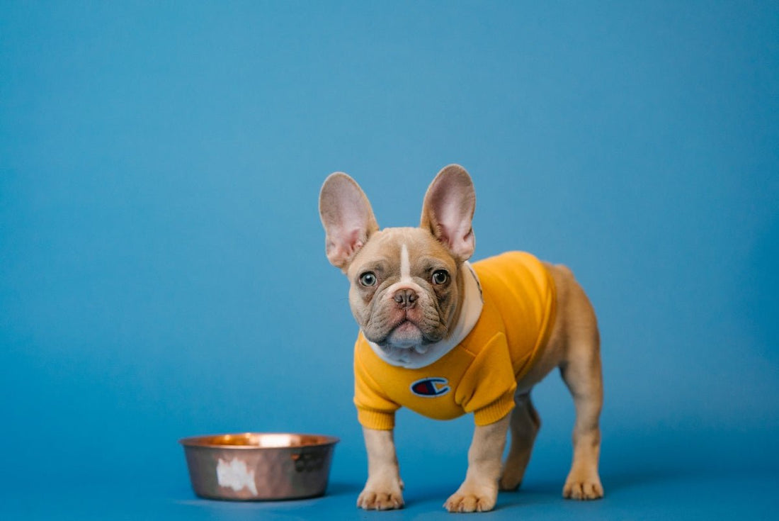 Feeding Solutions When Your Pet Dog Refuses to Eat - Needora
