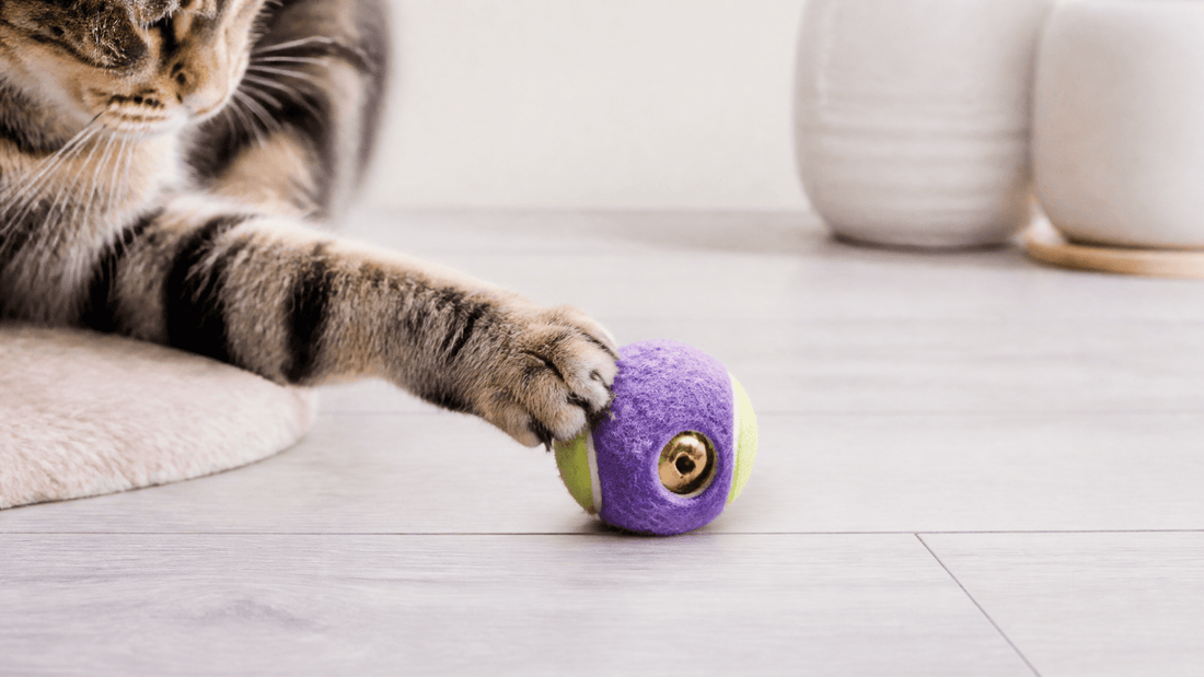 How Cat Toys Provide Enrichment for Indoor Cats - Needora