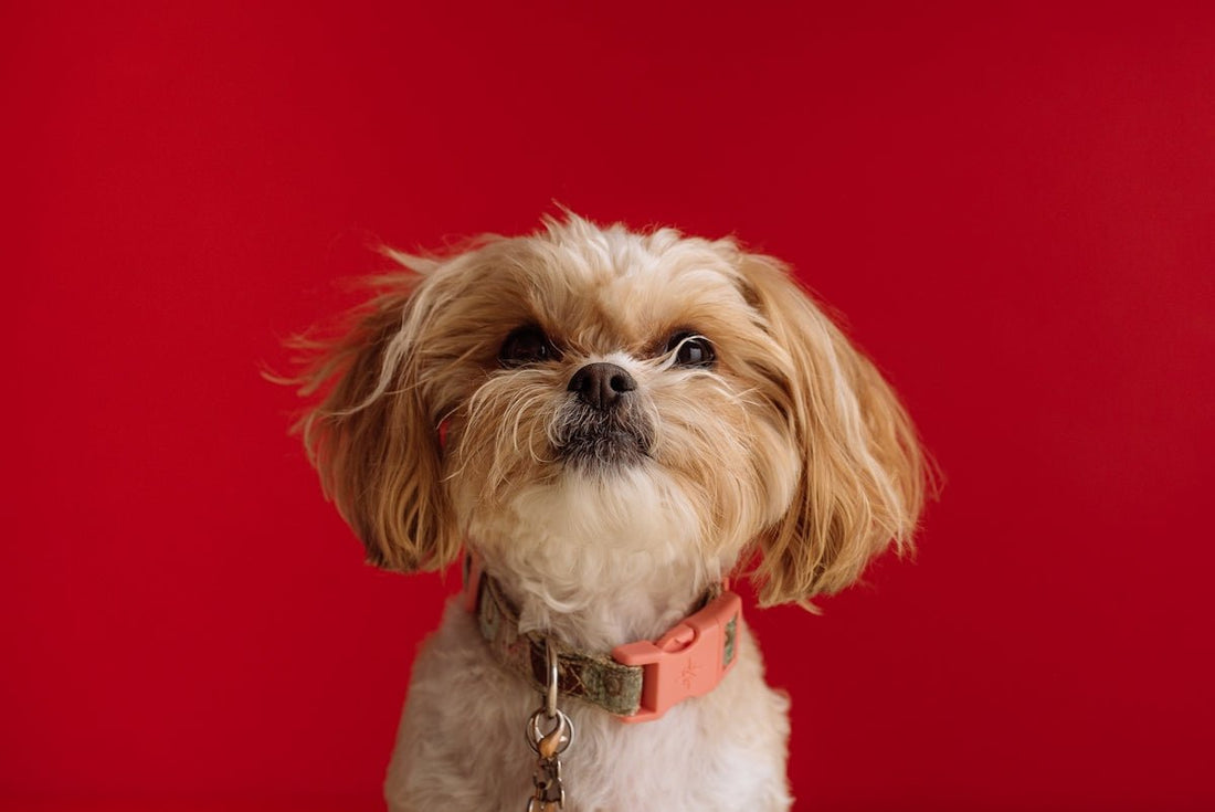 Pet Grooming Tips to Keep Your Dog Safe and Fabulous - Needora