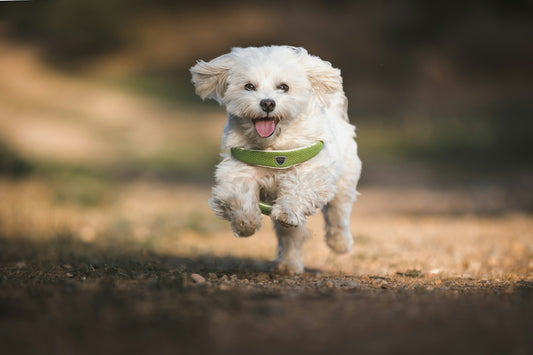 a dog running with a frisbee in its mouth