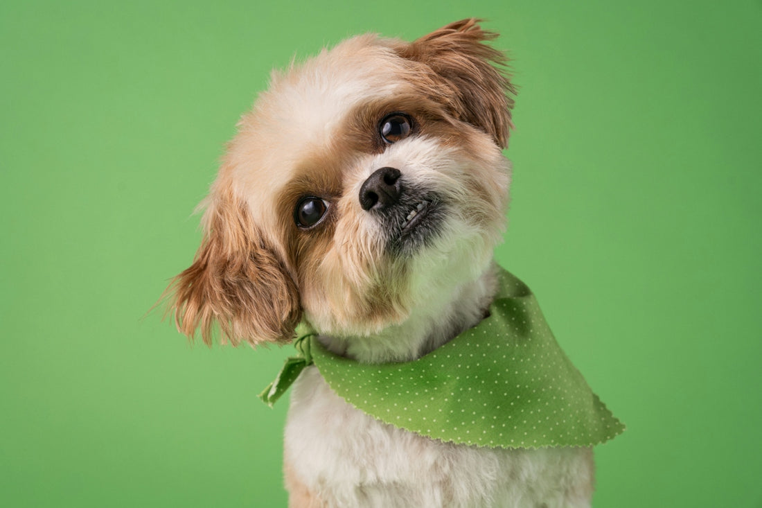 A small dog with a green bandana around its neck