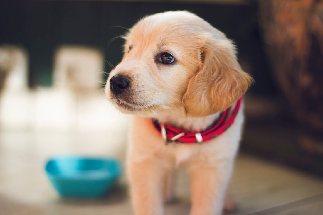 Top 10 Dog Care Tips Every Owner Should Know About - Needora