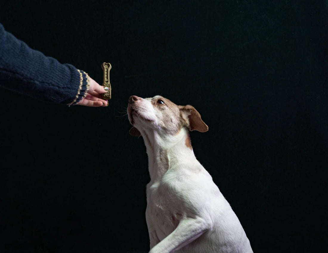 Train Your Dog with Positive Reinforcement Techniques - Needora