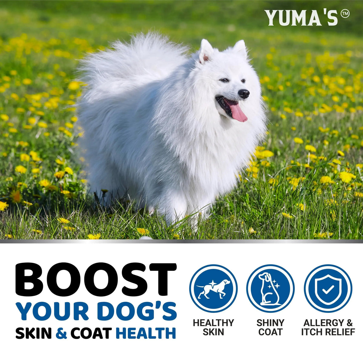 Omega 3 Fish Oil for Dogs   170 Chews   Skin and Coat Supplement   Omega 3 for Dogs   Dry & Itchy Skin Relief Treatment   Allergy Support   Dog Anti Shedding Treats   Shiny Coats   EPA & DHA   Salmon