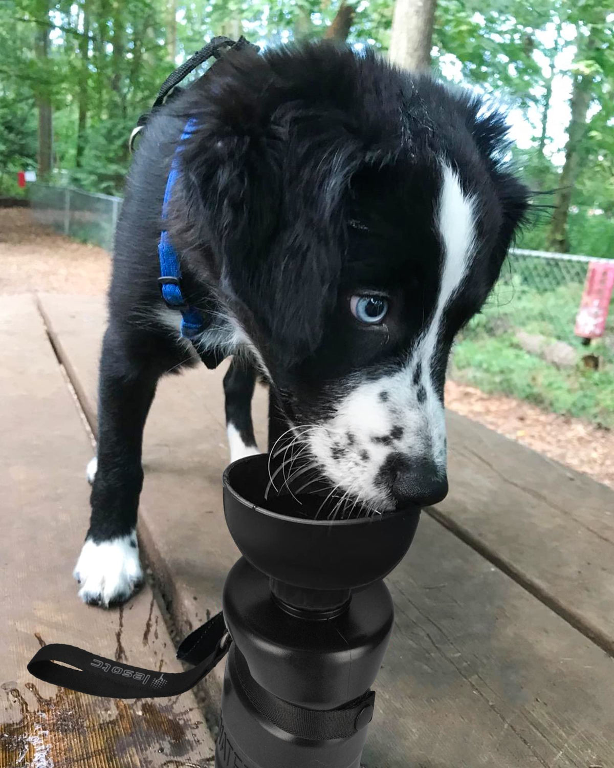 lesotc dog water bottle light blue travel squeeze bottle