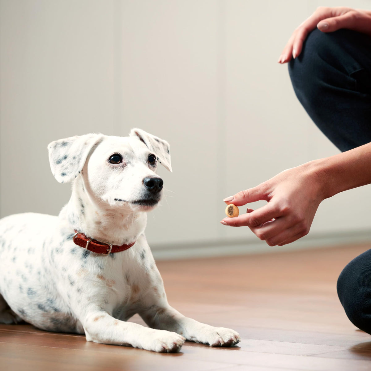 Dog eating a Milk-Bone MaroSnacks crunchy biscuit treat