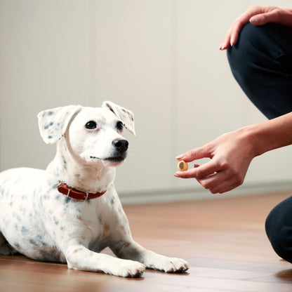 Dog eating a Milk-Bone MaroSnacks crunchy biscuit treat
