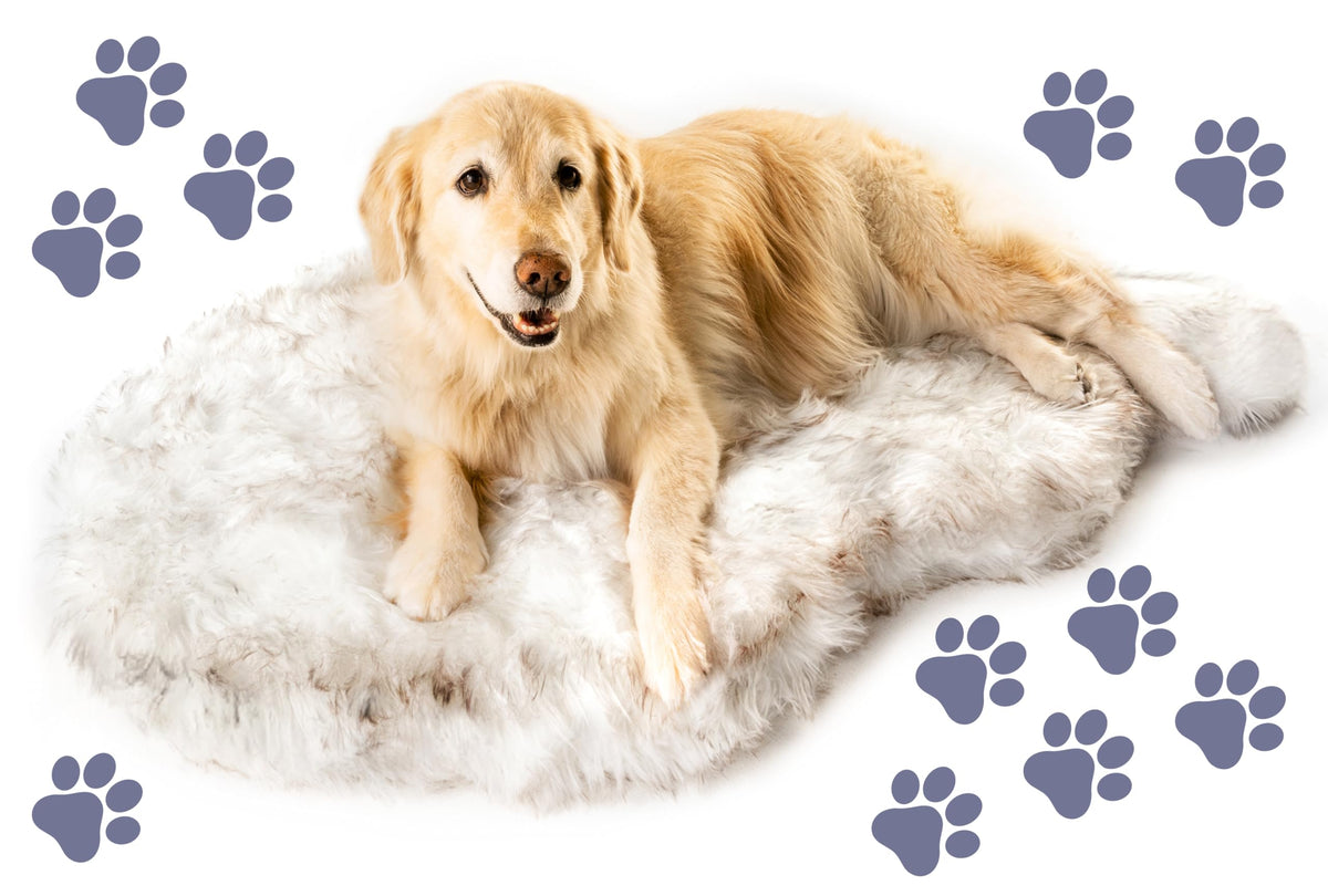 PupRug Orthopedic Dog Bed – in-use lifestyle view