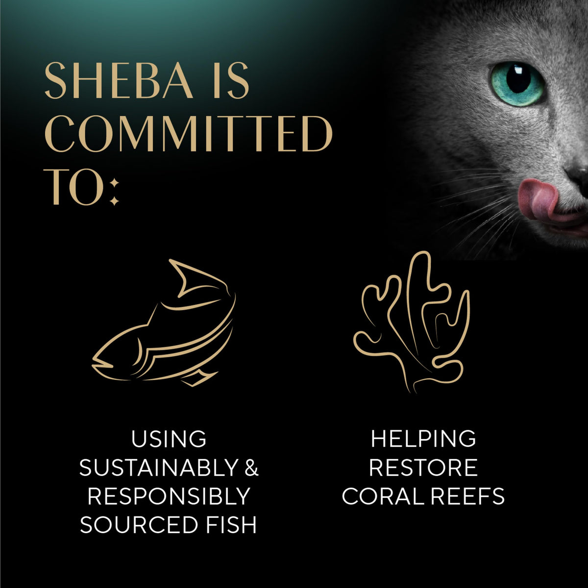 Sheba Perfect Portions Cuts in Gravy Wet Cat Food Multipack, 24 Trays