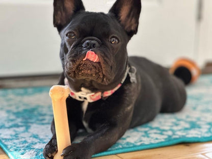 Nylabone Power Chew toys in bacon, chicken and peanut butter flavors