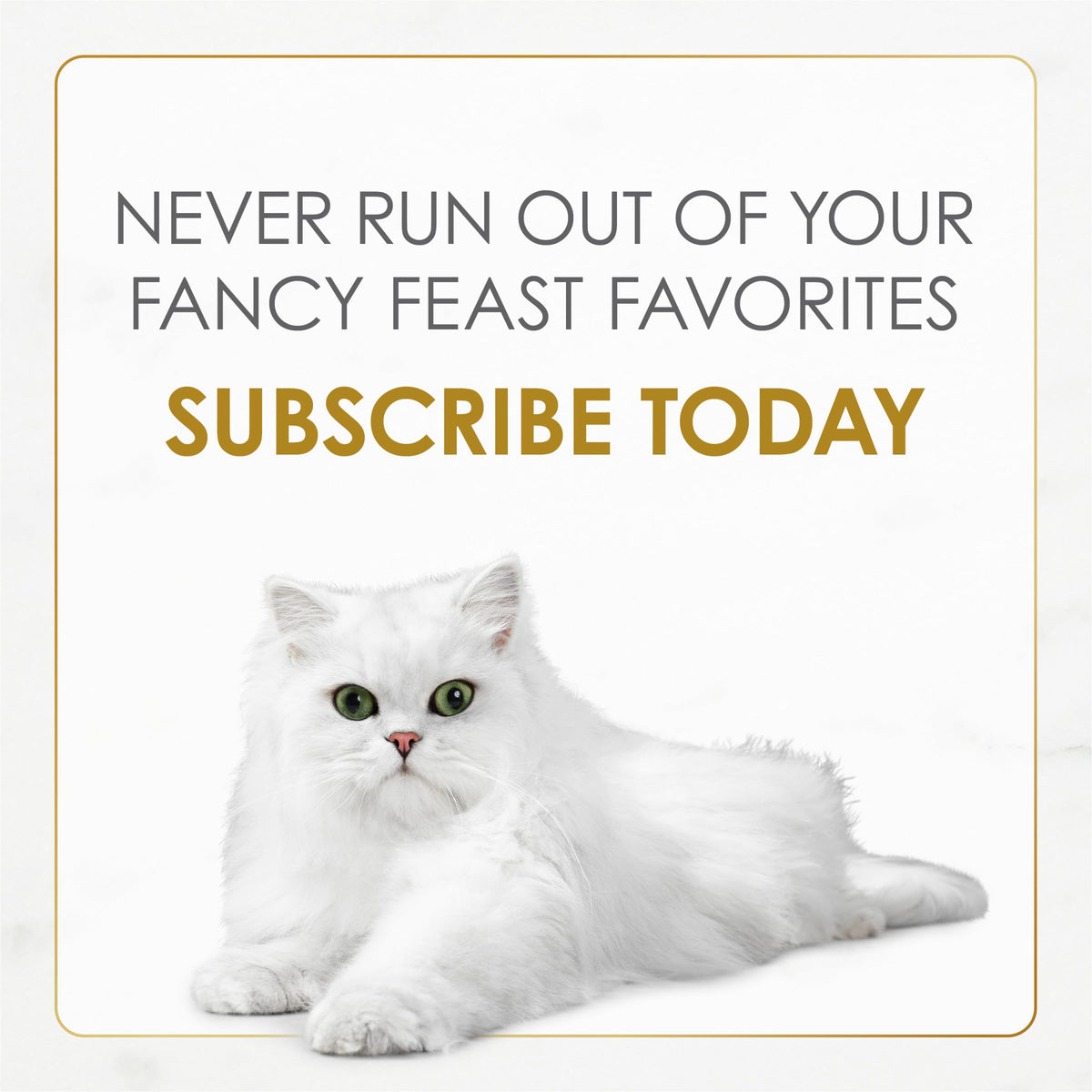 Fancy Feast Grilled Seafood Cat Food – indoor setting view