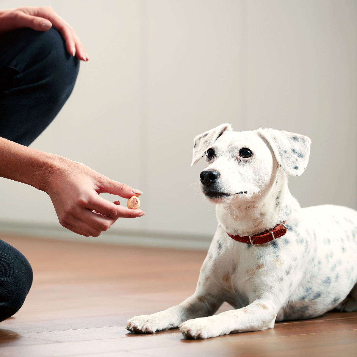 Dog eating a Milk-Bone MaroSnacks crunchy biscuit treat