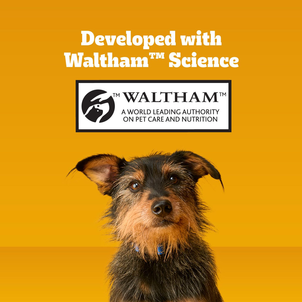 Pedigree Dentastix Large Dog Treats – feature highlight view