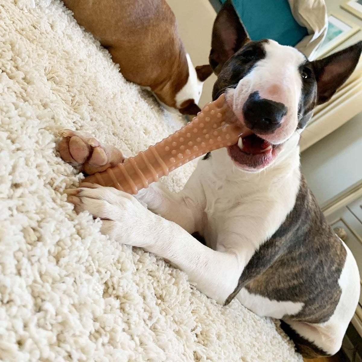 Nylabone Power Chew dog chew toy medium 2-pack bacon and chicken flavor