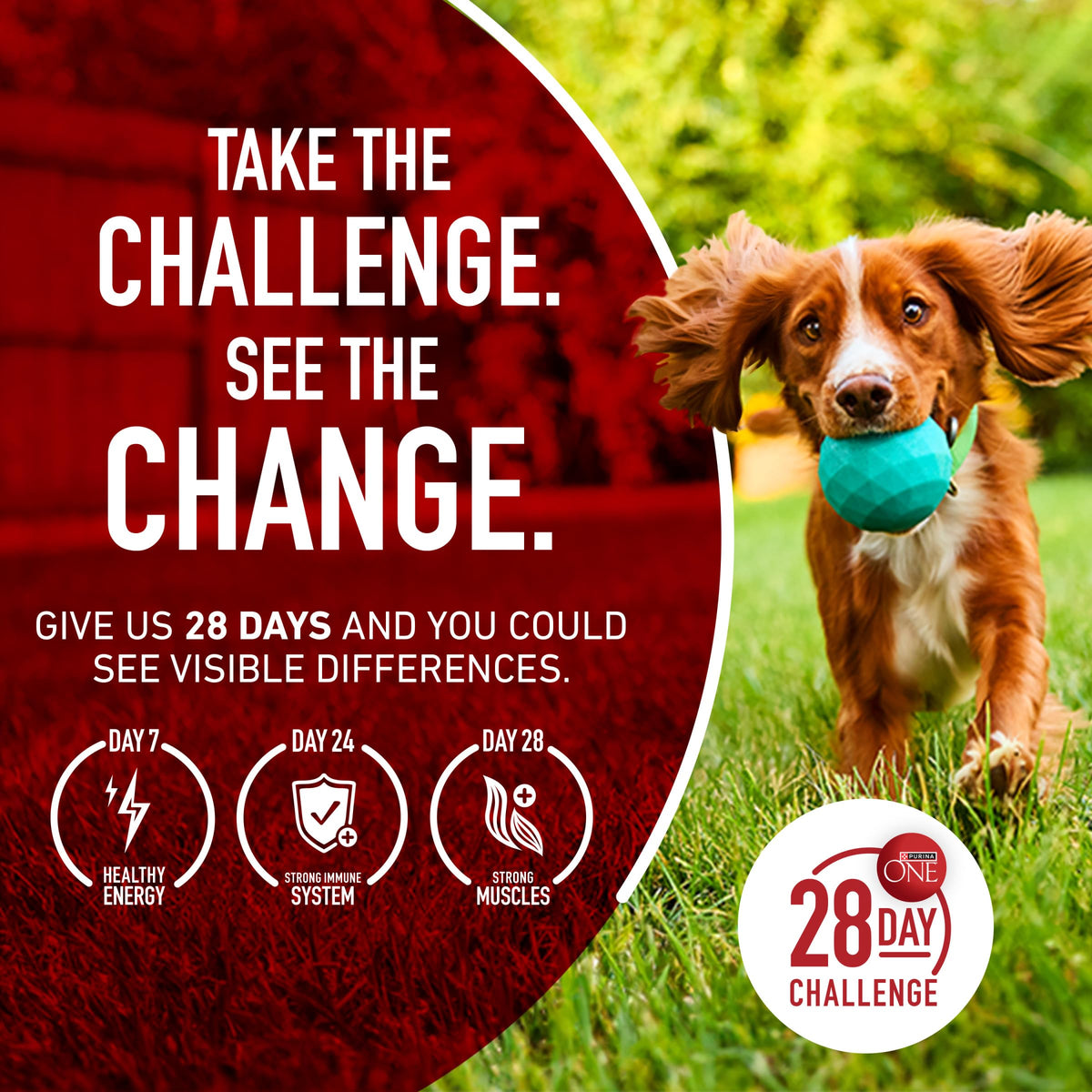 Purina ONE Lamb & Rice Formula Dry Dog Food for Digestive Support