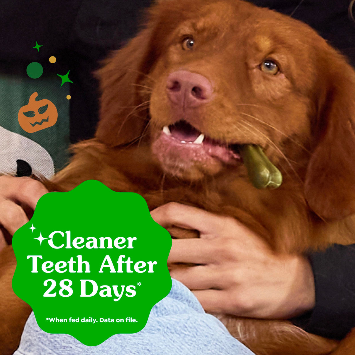 Greenies Teenie Natural Dental Dog Treats – Fresh Mint Flavor, 43 Count