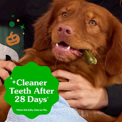 Greenies Teenie Natural Dental Dog Treats – Fresh Mint Flavor, 43 Count