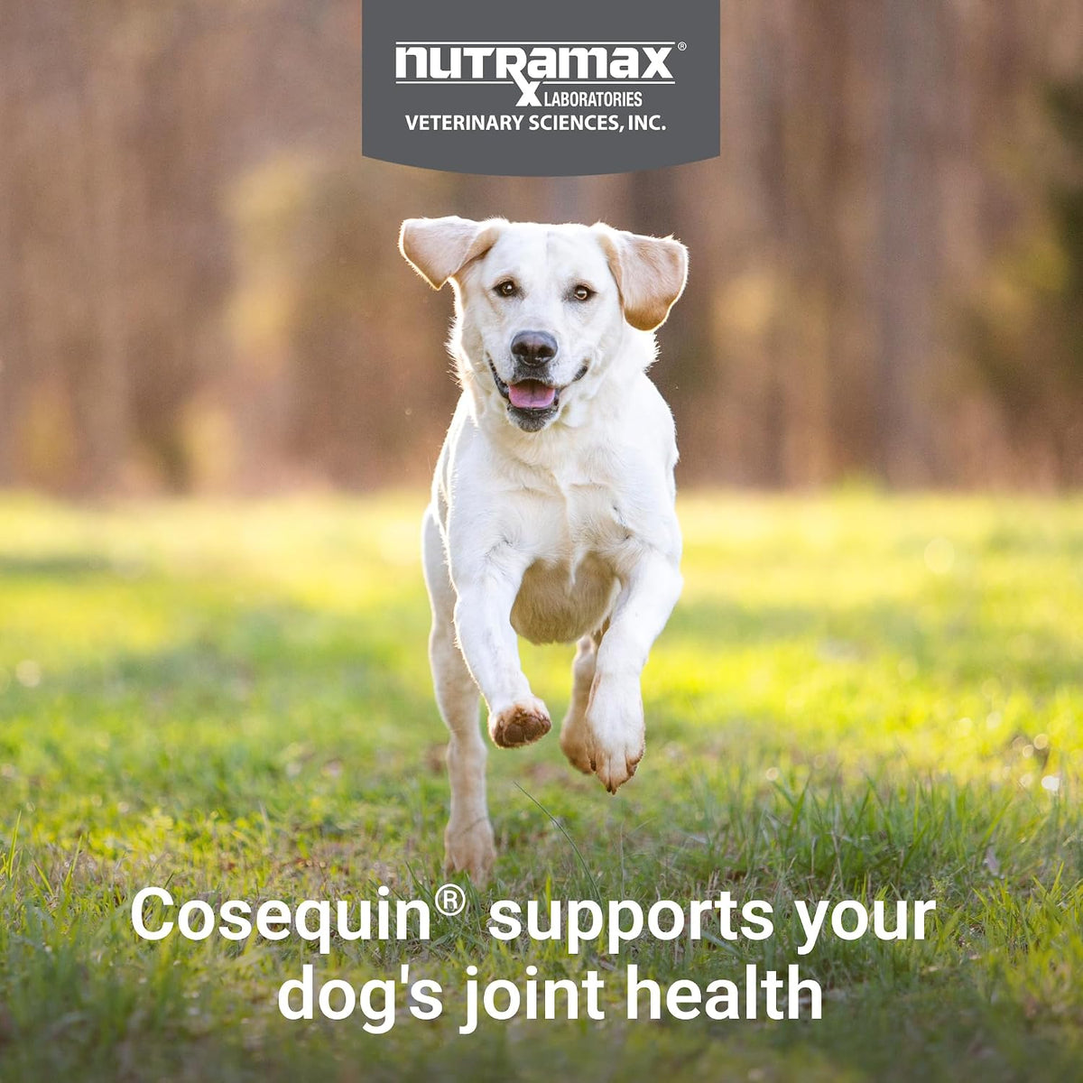 Nutramax Cosequin Soft Chew Supplement for Dogs, 120 Count