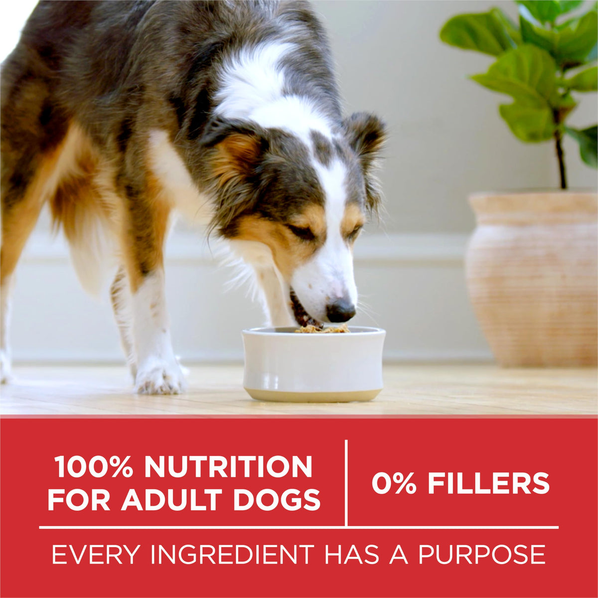 Purina ONE Lamb & Rice Formula Dry Dog Food for Digestive Support