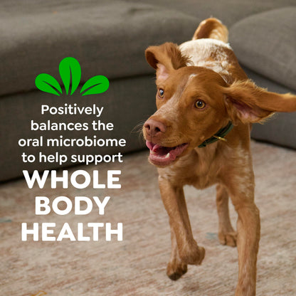 Greenies Teenie Natural Dental Dog Treats – Fresh Mint Flavor, 43 Count