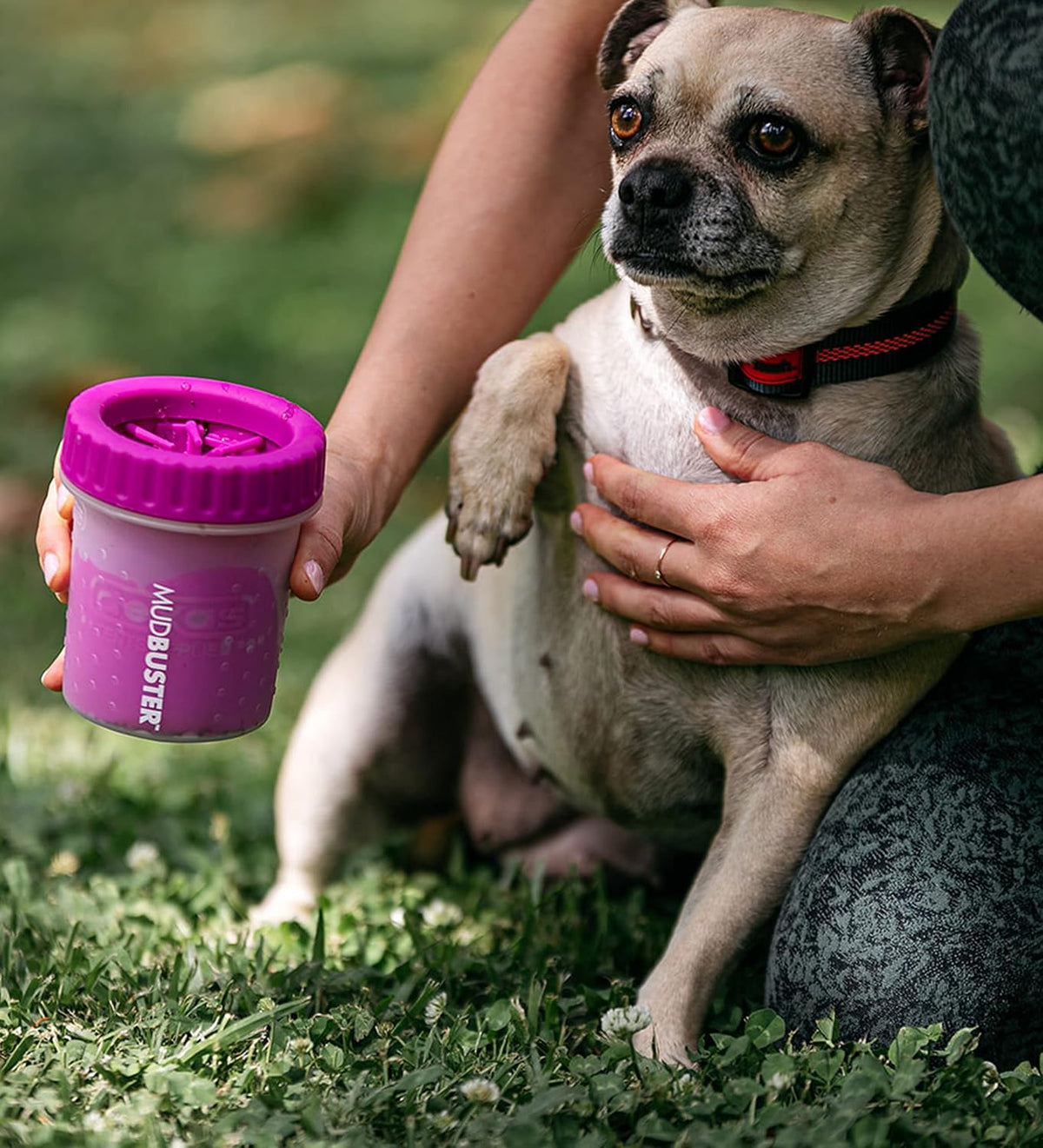 Washing a dog's paw in a Dexas MudBuster paw washer