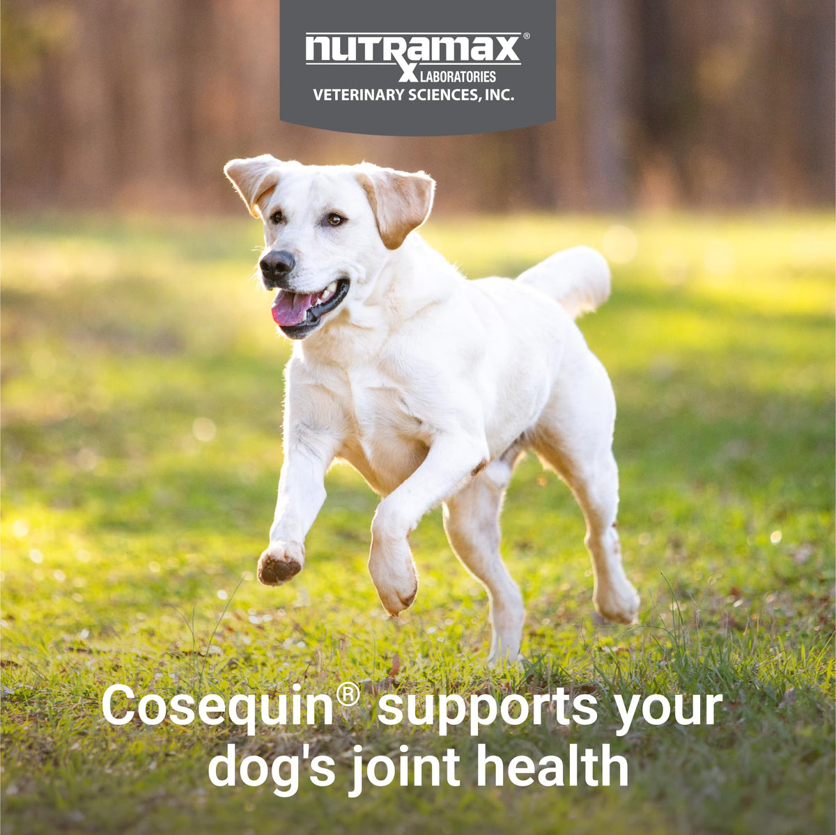 Nutramax Cosequin Joint Health Supplement for Dogs with MSM & HA, 250 Chew Tablets