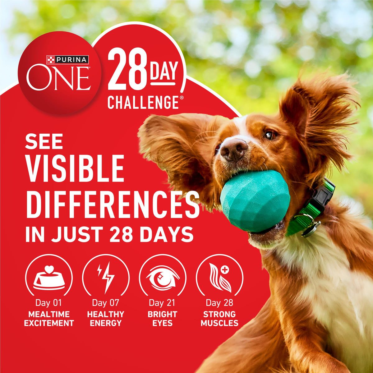 Purina ONE Lamb & Rice Formula Dry Dog Food for Digestive Support