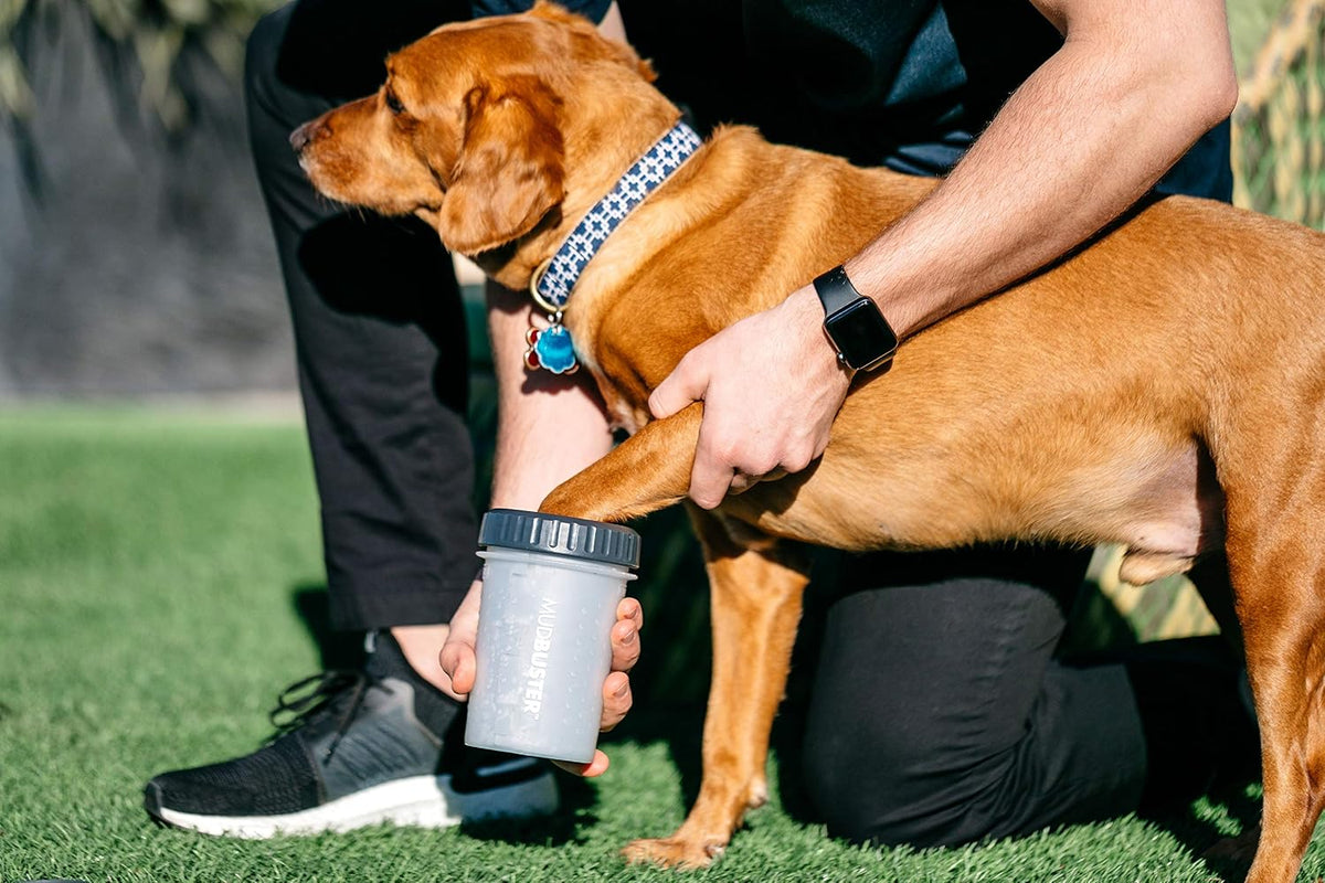Washing a dog's paw in a Dexas MudBuster paw washer
