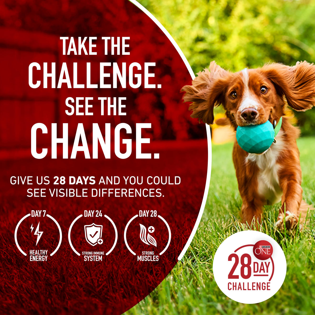 Purina ONE Lamb & Rice Formula Dry Dog Food for Digestive Support