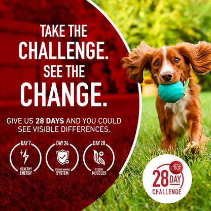 Purina ONE Lamb & Rice Formula Dry Dog Food for Digestive Support