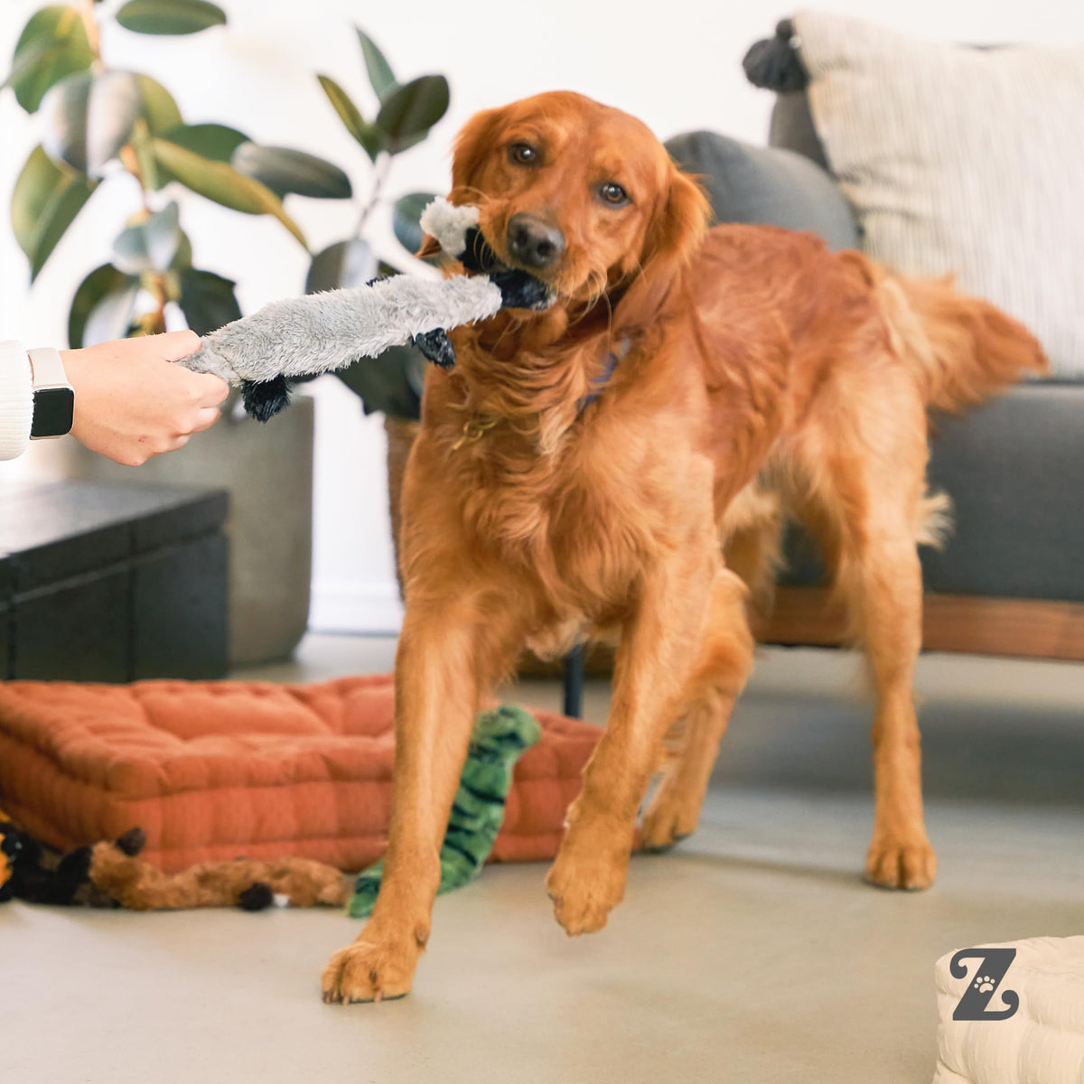 Dog playing with a ZippyPaws Skinny Peltz no-stuffing plush toy
