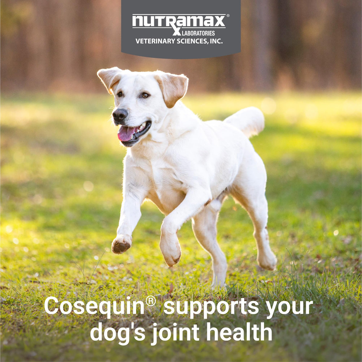 Nutramax Cosequin Joint Health Supplement for Dogs with MSM & HA, 250 Chew Tablets
