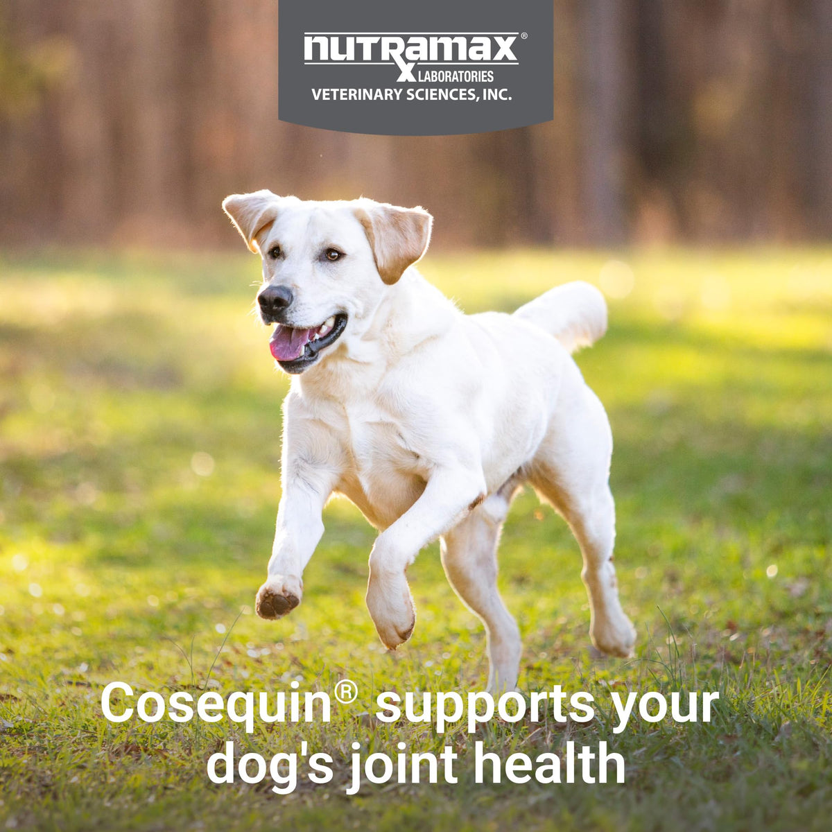 Nutramax Cosequin Joint Health Supplement for Dogs with MSM & HA, 250 Chew Tablets