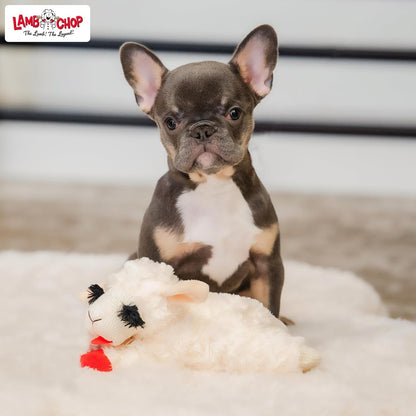Multipet Holiday Lamb Chop – 10.5" Plush Squeaky Dog Toy with Reindeer Antlers