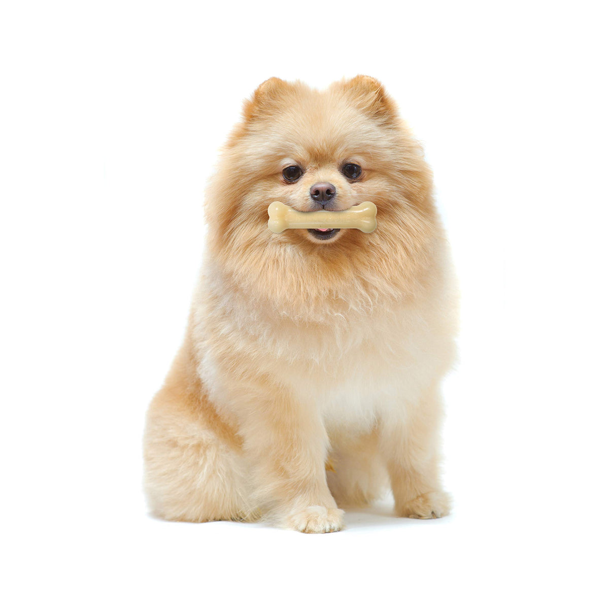 Nylabone Power Chew durable nylon bone for aggressive chewers