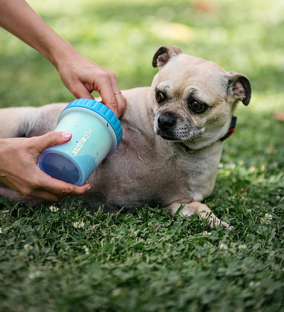 Dexas MudBuster portable paw cleaner with silicone bristles