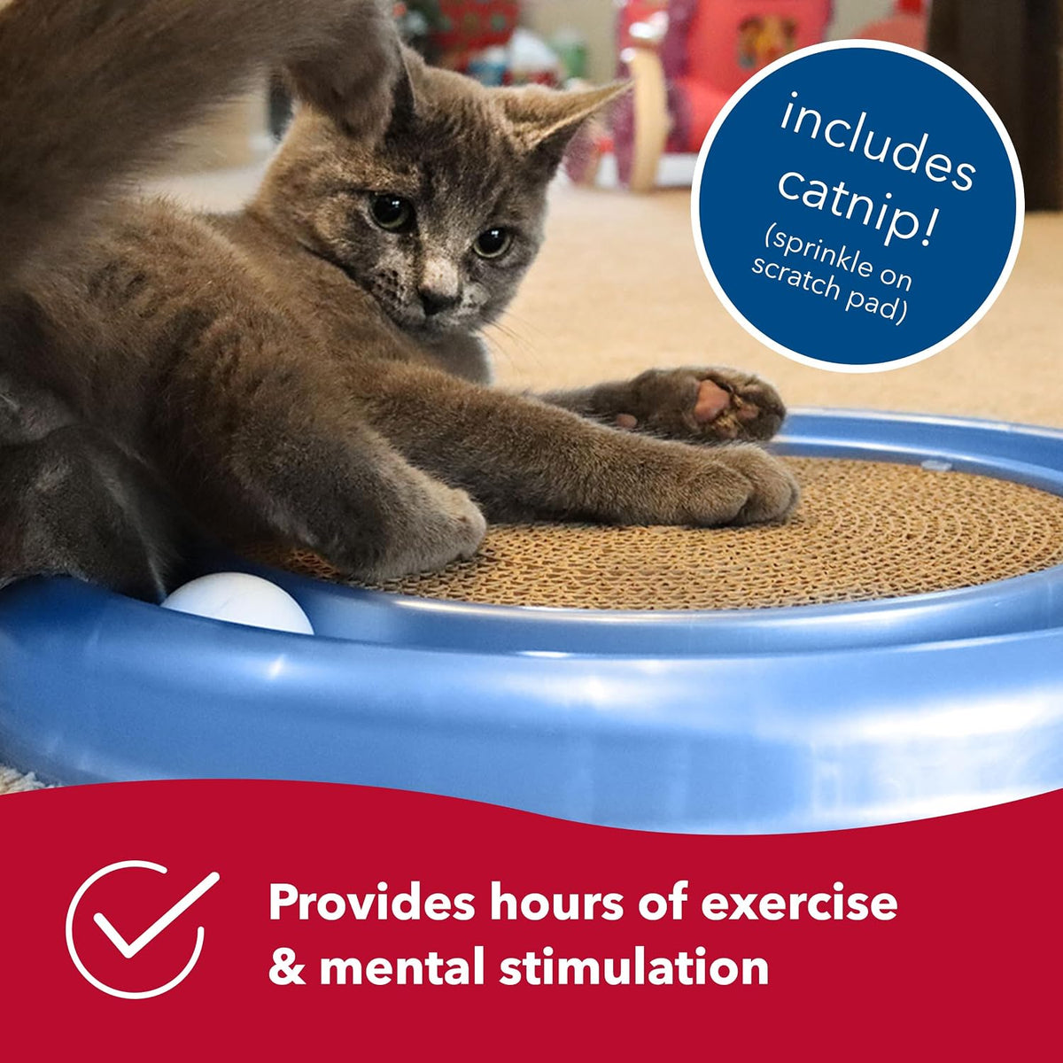 Cat playing with the Bergan Turbo Scratcher ball track toy