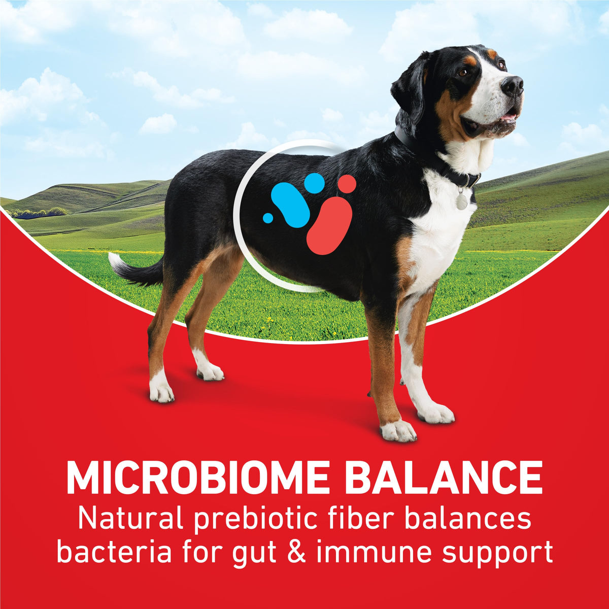 Purina ONE Lamb & Rice Formula Dry Dog Food for Digestive Support