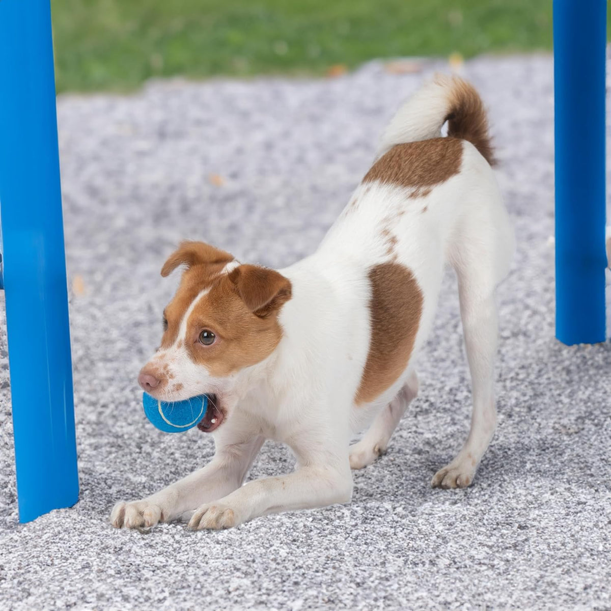 Best Pet Supplies Crinkle Duck Dog Toy – Blue, No Stuffing