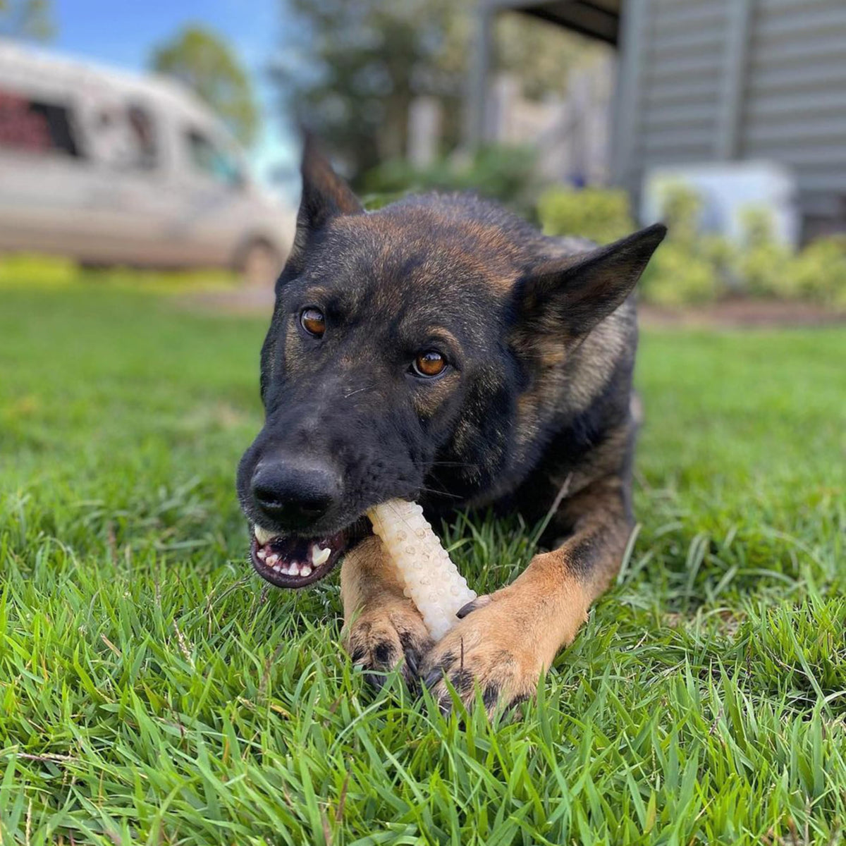 Nylabone Power Chew durable nylon bone for aggressive chewers