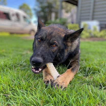 Nylabone Power Chew durable nylon bone for aggressive chewers