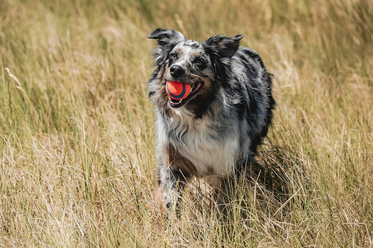 Dog fetching a Chuckit Ultra Ball high-bounce dog toy